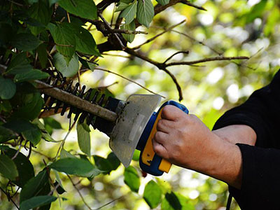 Hedge trimming